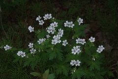 Geranium krylovii