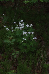 Geranium krylovii