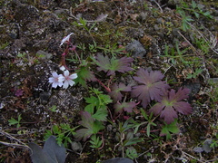 Geranium krylovii
