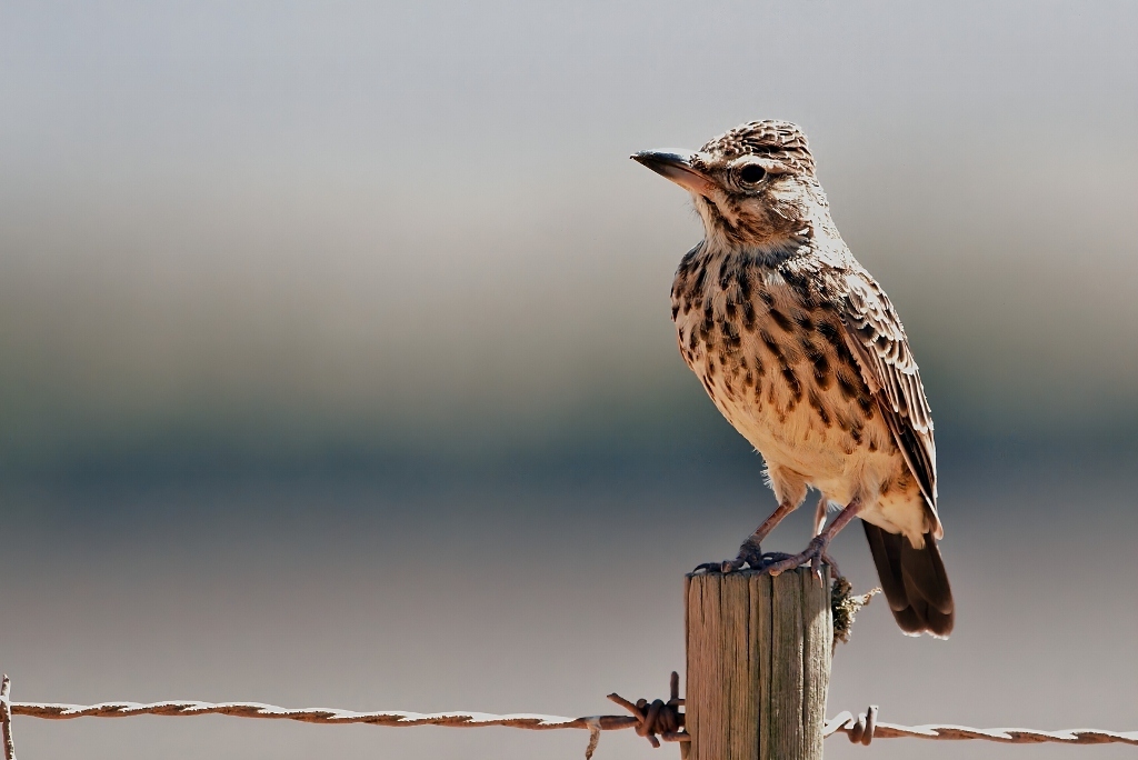 Large-billed Lark (Galerida magnirostris), photo 2