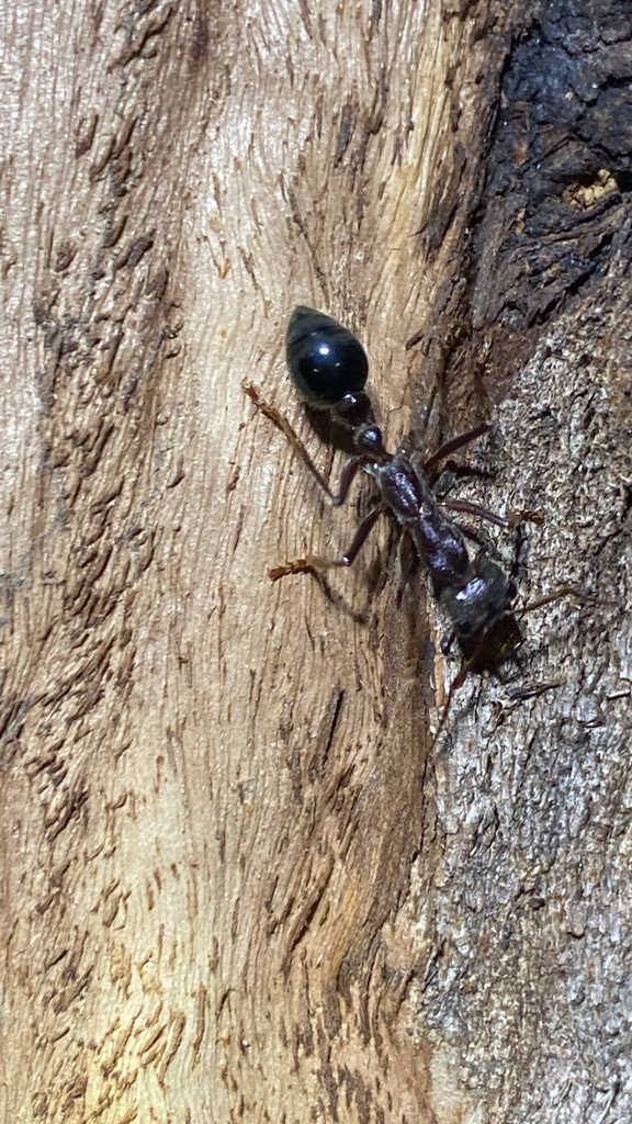 Inch Ant from Bay Rd, Mount Gambier, SA, AU on February 11, 2026 at 09: ...