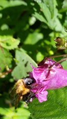 Bombus diversus