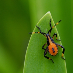 Amorbini
