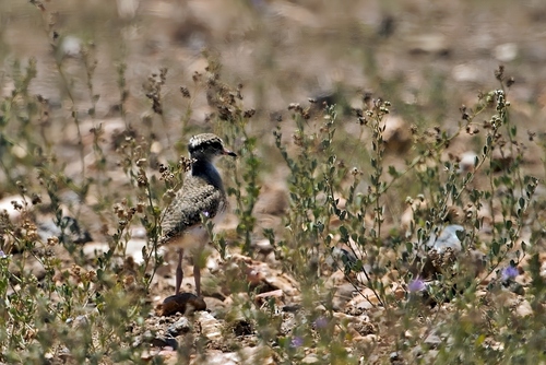 Crowned Lapwing (Vanellus coronatus), photo 4