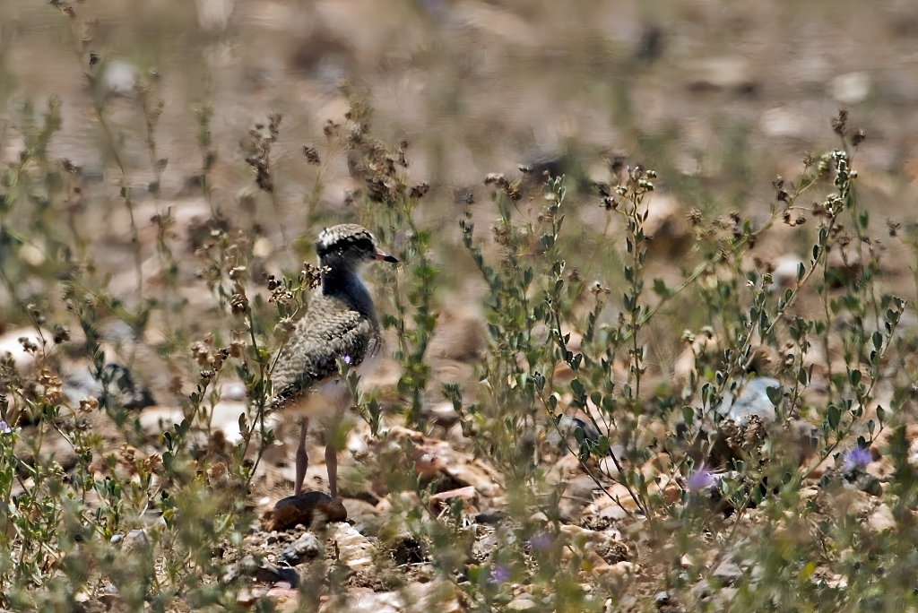 Crowned Lapwing (Vanellus coronatus), photo 4