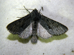 Fishia yosemitae