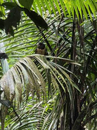 Spectacled Owl (Pulsatrix perspicillata), photo 6