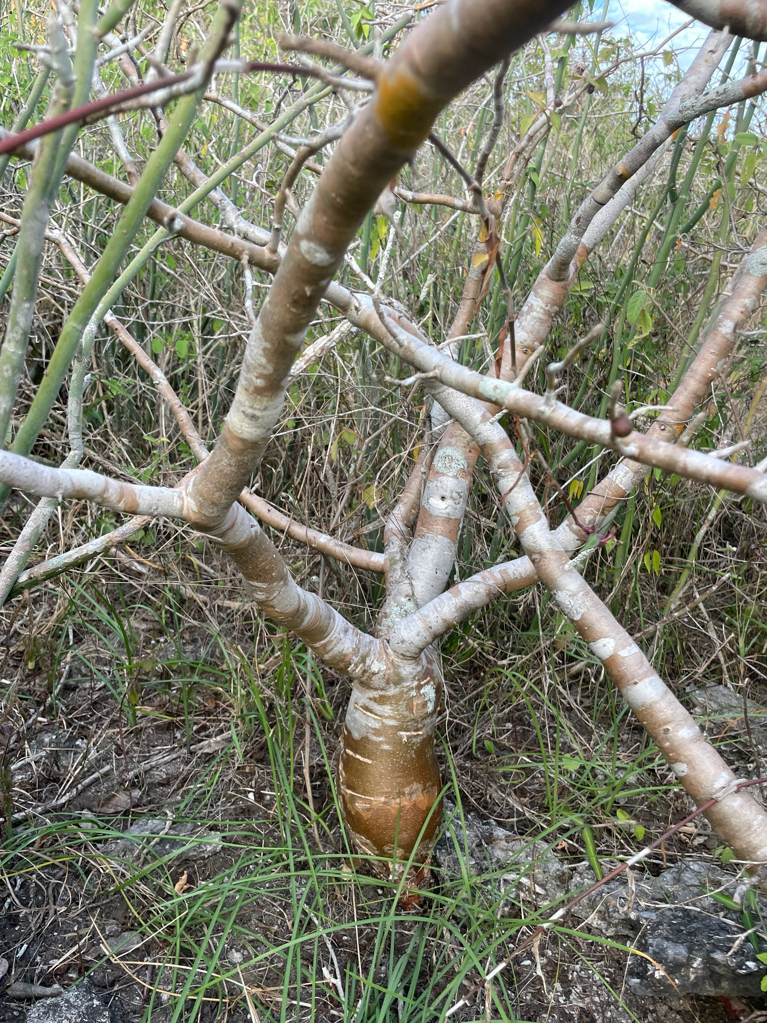 Imagem de Bursera schlechtendalii