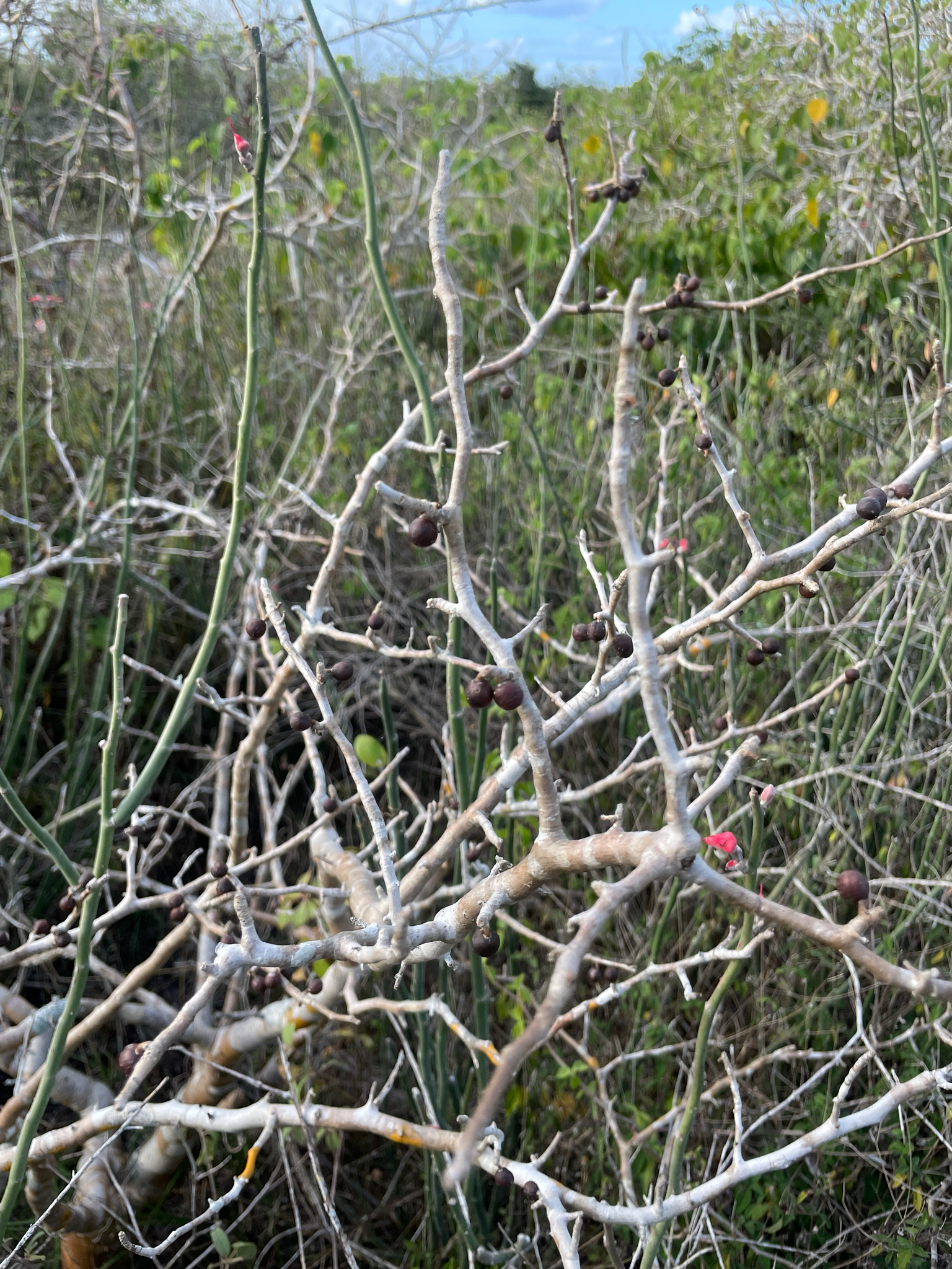 Imagem de Bursera schlechtendalii