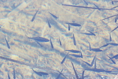 Rhodeus
