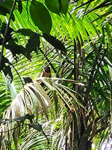 Spectacled Owl (Pulsatrix perspicillata), photo 5