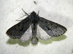 Fishia yosemitae