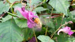 Bombus diversus
