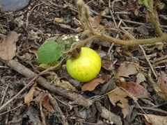 Solanum myriacanthum