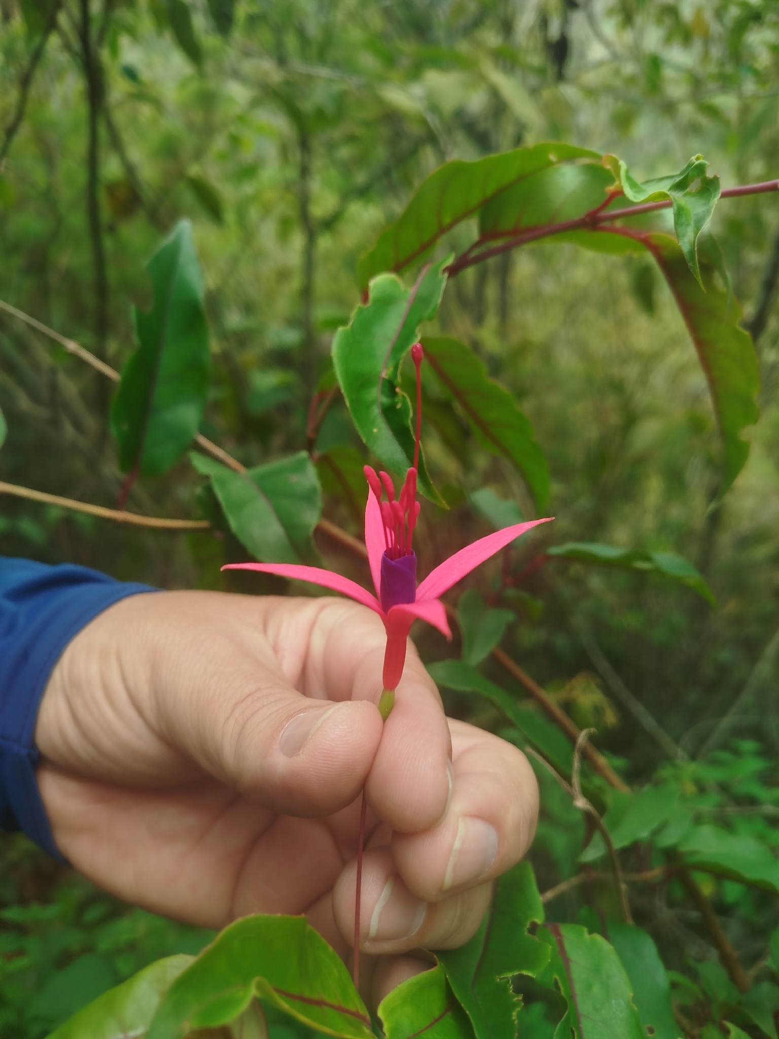 Fuchsia regia
