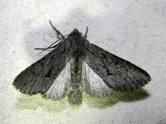 Fishia yosemitae
