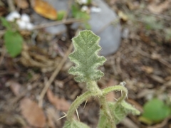 Solanum myriacanthum