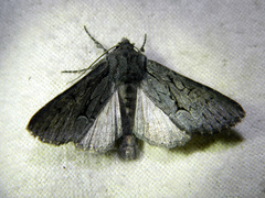 Fishia yosemitae