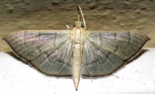 Pearl Grey Moth