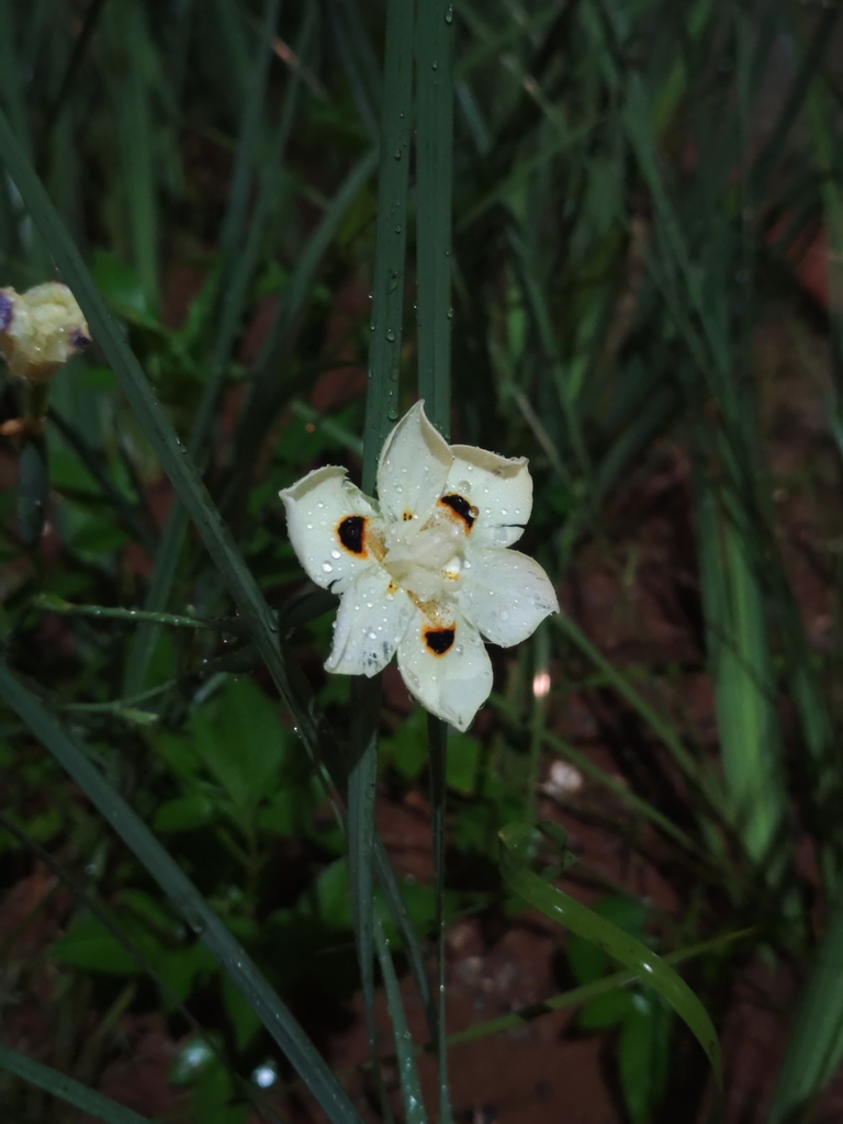 African Iris (Dietes bicolor)