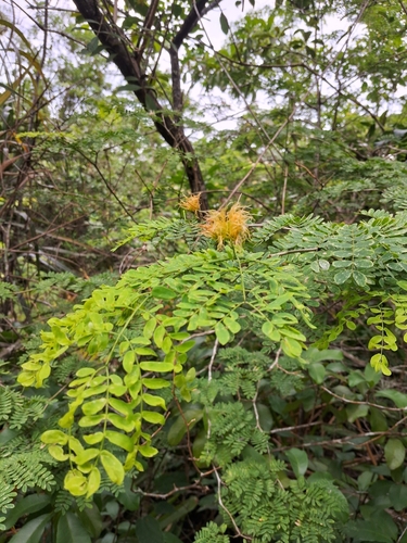 Chloroleucon tortum, photograph 1