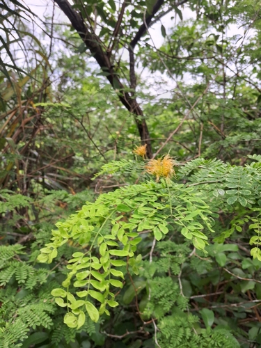 Chloroleucon tortum, photograph 2