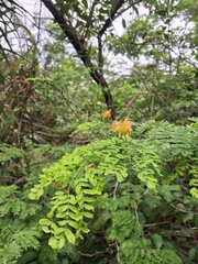 Chloroleucon tortum, photograph (c) Henrique Bitencourt, some rights reserved (CC BY-SA)