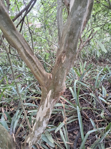 Chloroleucon tortum, photograph 3