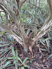Chloroleucon tortum, photograph (c) Henrique Bitencourt, some rights reserved (CC BY-SA)