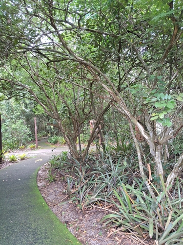 Chloroleucon tortum, photograph 5