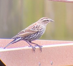 Agelaius phoeniceus