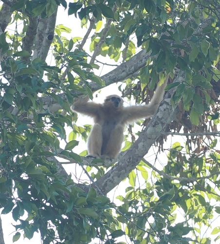 Lar Gibbon