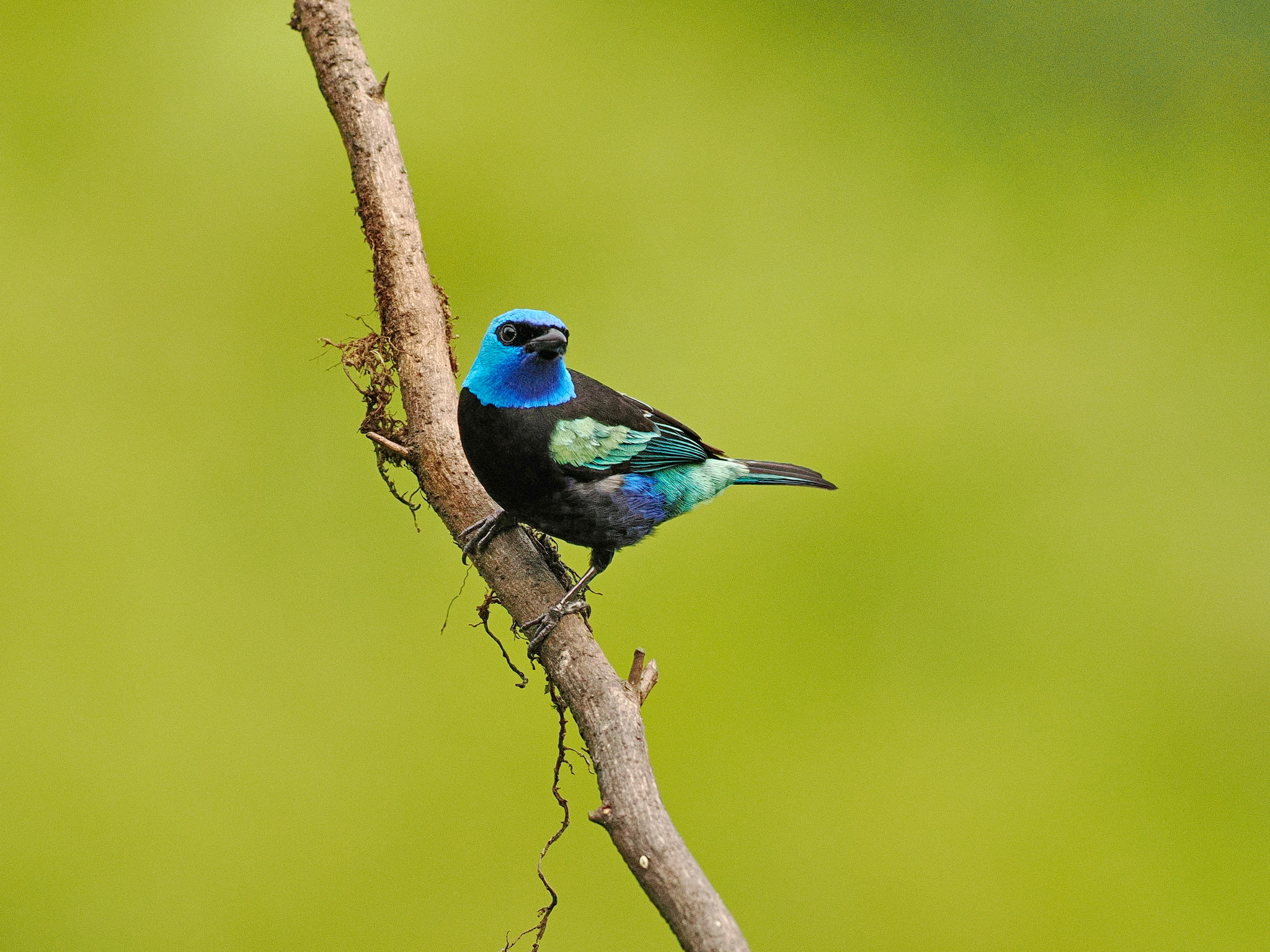 Black-capped Tanager (Stilpnia heinei), photo 4