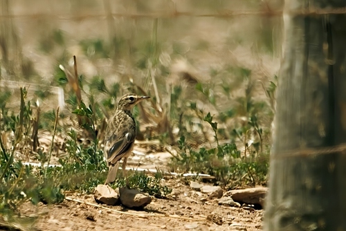 African Pipit (Anthus cinnamomeus), photo 3