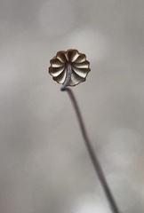 Cryptomarasmius corbariensis