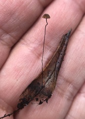 Cryptomarasmius corbariensis