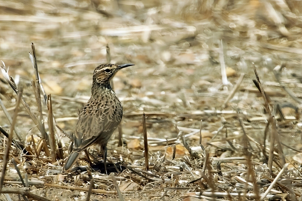 Cape Long-billed Lark (Certhilauda curvirostris), photo 1