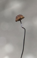 Cryptomarasmius corbariensis
