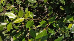 Avicennia alba