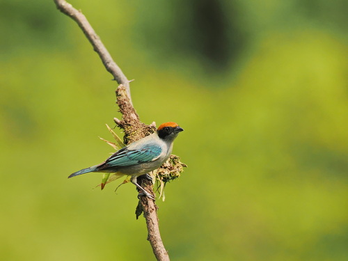 Scrub Tanager (Stilpnia vitriolina), photo 5