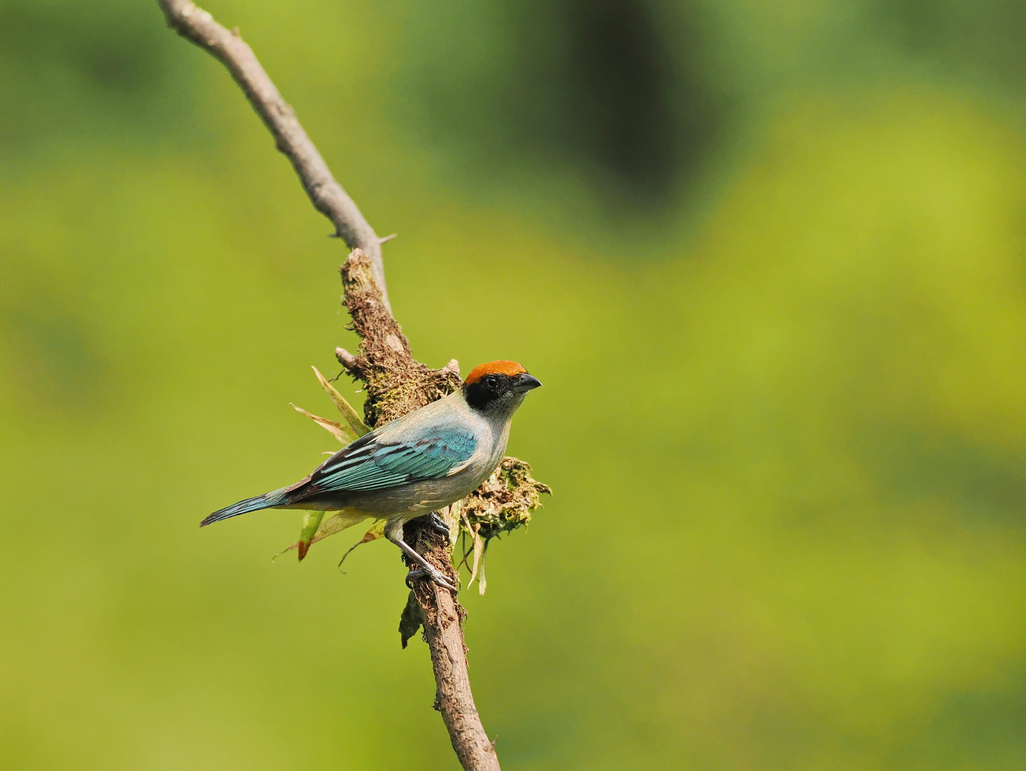 Scrub Tanager (Stilpnia vitriolina), photo 5