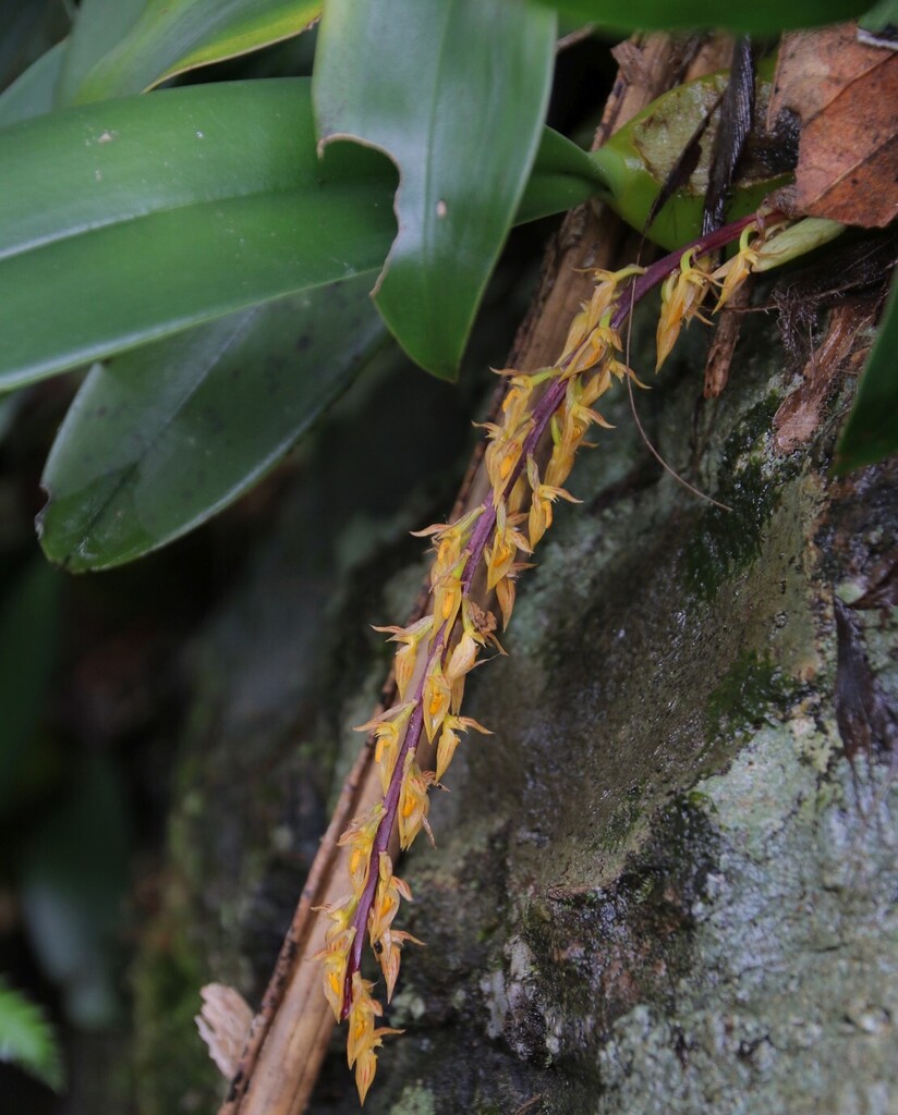 Bulbophyllum