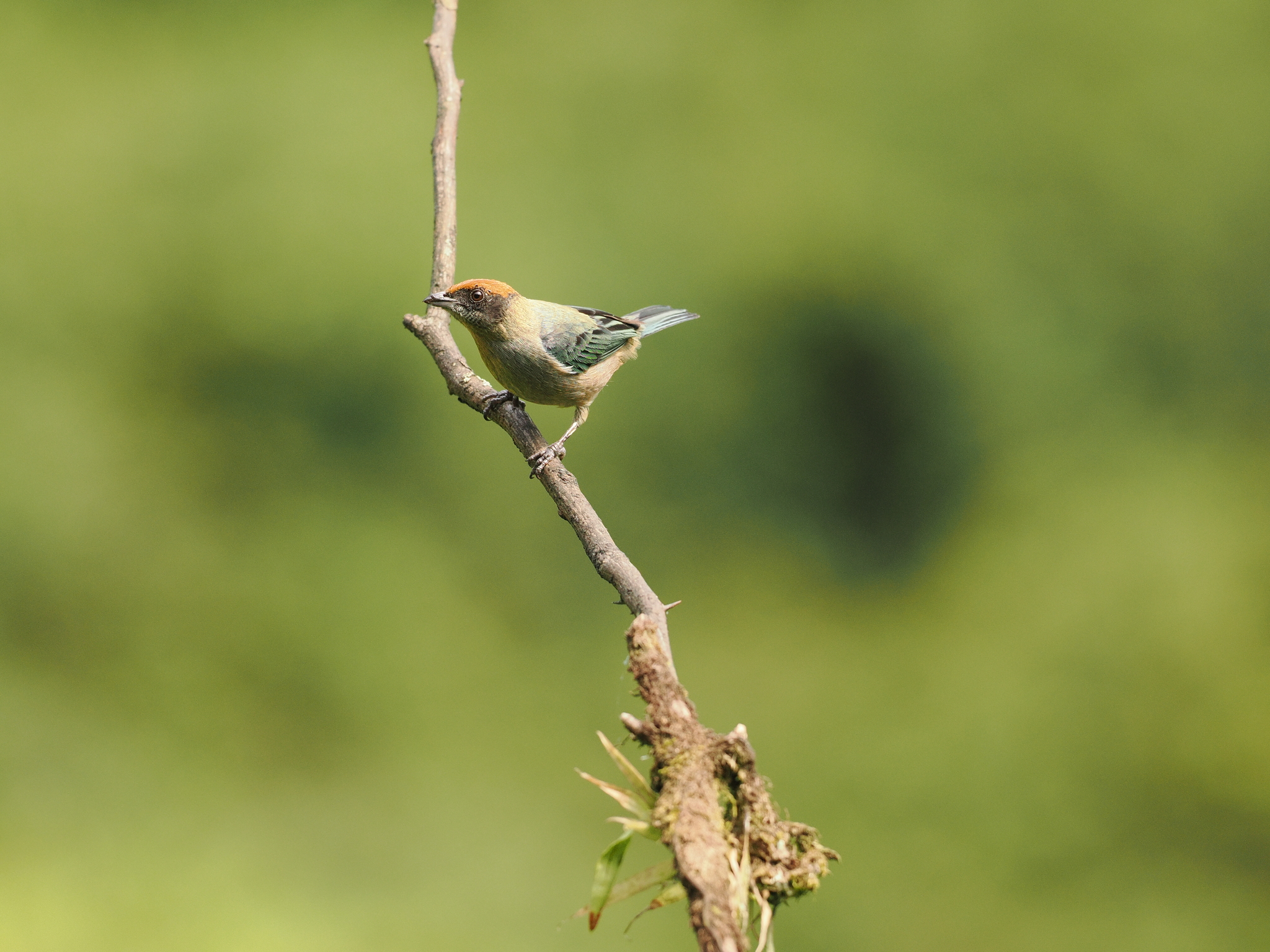Scrub Tanager (Stilpnia vitriolina), photo 6