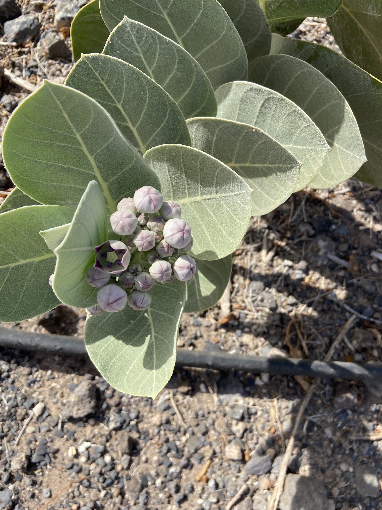 Calotropis