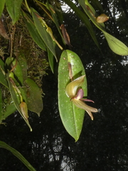 Pleurothallis sarcochila