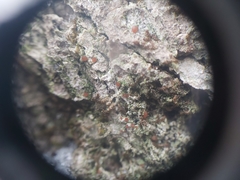 Bacidia rubella