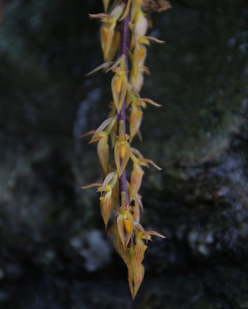 Bulbophyllum rufinum Rchb.f. 2