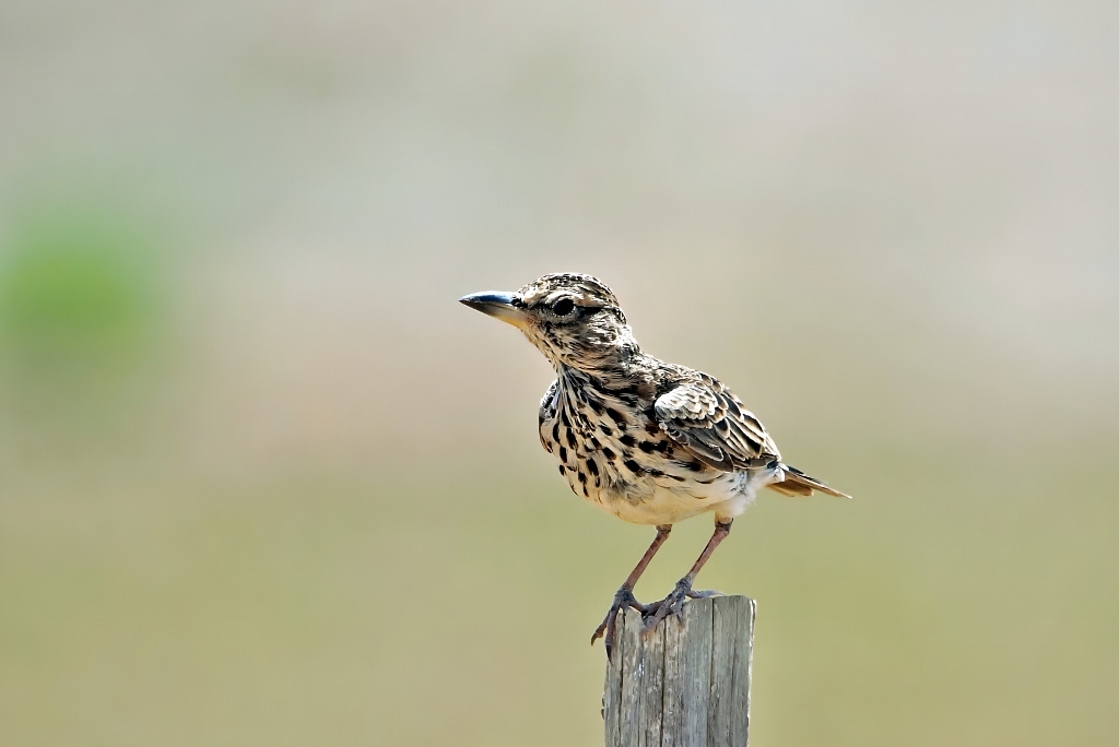 Large-billed Lark (Galerida magnirostris), photo 1