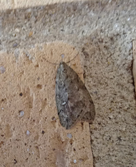 Paleacrita merriccata