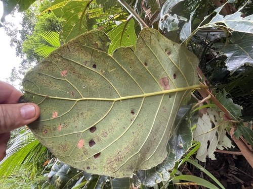 Litsea bindoniana observed 2026-02-11